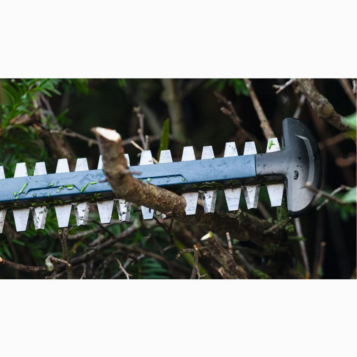 BOSCH GHE 18V-60 (II) Professional Akku-Heckenschere, bürstenloser Motor, 60 cm Messer, leicht 3